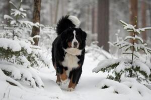 Bernese Mountain Dog exploring a snowy forest with elegant movements photo