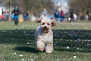 Running across the park, a Miniature Poodles fur bounces with each step photo