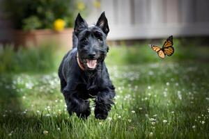 Scottish Terrier leaps after a butterfly, displaying playful joy in the garden photo