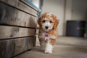 Poodle puppy exploring new environment, investigating every corner photo