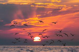 Birds in sunset create a serene, romantic atmosphere of peaceful flight photo
