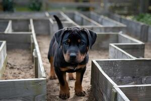 Exploring a garden maze, a Rottweiler puppy navigates the intricate paths photo