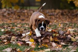 Boxer puppy explores a leaf pile, curiosity leading the way photo