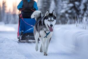 Siberian Husky pulls sled, focused on the snowy trail photo