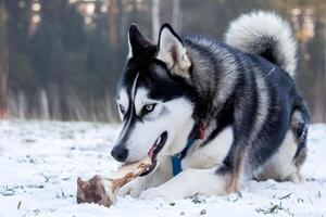 Chewing on a snowy bone, an adult Siberian Husky enjoys the frosty treat photo