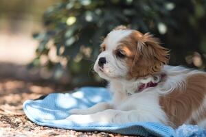 Cavalier puppy resting in the shade, enjoying a cool breeze photo