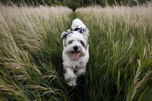 Westie frolics in tall grass, tiny frame contrasting with expansive greenery photo