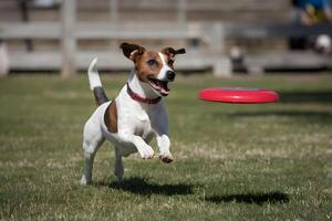 Jack Russell Terrier leaps for frisbee, playful nature evident in joyful catch photo