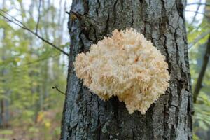 fascinating edible species the Hericium coralloides mushroom, that is listed in the Red Book, presents its delicate, branching caps in a tranquil natural setting photo
