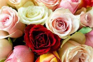 floral backdrop composed of a diverse array of rose blooms, ranging from vivid reds and pinks to delicate pastels photo