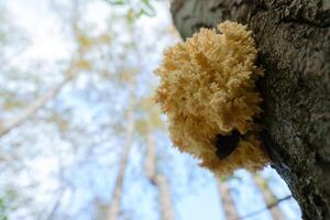 Nestled amidst the lush foliage of a verdant forest, a captivating Hericium coralloides mushroom, also known as the bear's head or coral tooth fungus, displays its intricate, branching structure photo