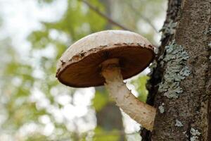 Hemipholiota populnea mushroom, a wood-decomposing species in the Pholiota genus, colonizes a fallen tree trunk, contributing to the forest's nutrient cycle photo