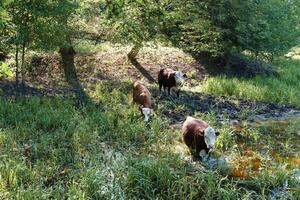 Herd of cattle roaming freely in an open pasture, showcasing the traditional practices of livestock farming photo