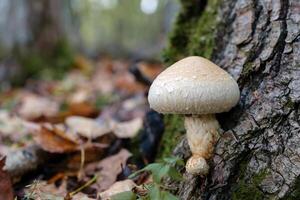 Affixed to a piece of dead timber, the Hemipholiota populnea mushroom, a type of Pholiota, helps transform the fallen tree into fertile soil for the surrounding forest photo