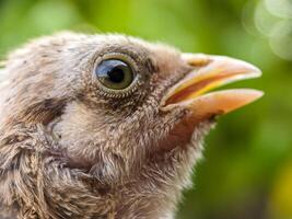 A close up of a bird's head with a green background photo