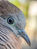 Turtledove in the wild. Extreme close-up of a beautiful bird's head with bokeh background photo