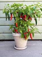 Chilli Apache f1 plant with red and green chillies photo
