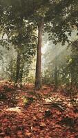 Sonnenlicht im grünen Wald zur Frühlingszeit video