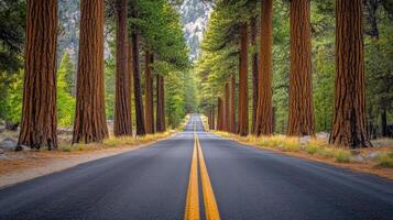 A road with a yellow line down the middle and trees on both sides photo