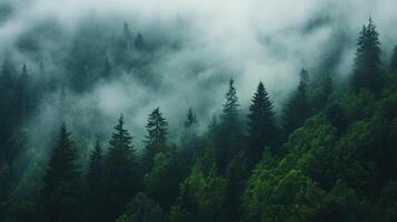 A dense forest with a thick fog covering the trees photo