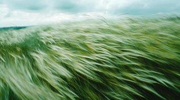 A field of tall grass with a cloudy sky in the background photo