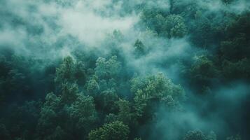 A dense forest with a thick layer of fog covering the trees photo