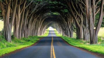 A road with a tunnel of trees on either side photo