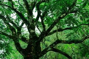 The Branch old tree in the forest photo