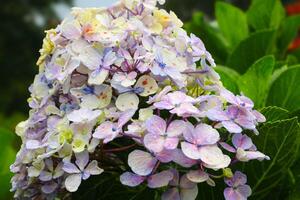 Hydrangea flower Hydrangea macrophylla blooming in spring and summer photo