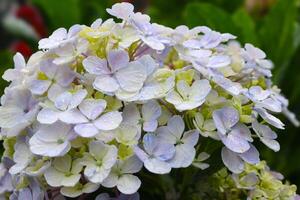 Hydrangea flower Hydrangea macrophylla blooming in spring and summer photo