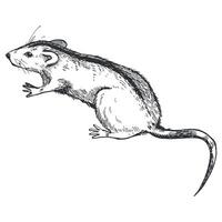 Field mouse, rat with a dark stripe on the back and a long tail. The illustration is drawn with a dark liner for Halloween. The graphics are hand-drawn. For printing on fabric, paper, for Halloween vector