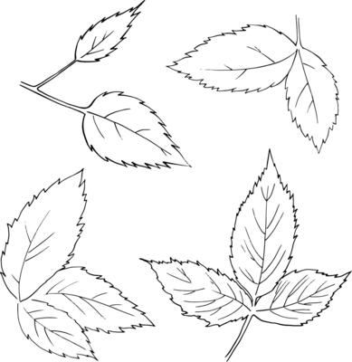 Leaves linear drawing. Set of blackberry leaves for printing and design of cosmetics, business cards, invitations, postcards, packaging. For printing on dishes, clothes, etc. Black and white linear