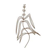 Hand drawn floral minimal elements in line art style illustration vector