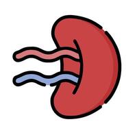 An illustration of a kidney with a blue and red line vector