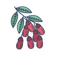 a branch of red berries with leaves vector