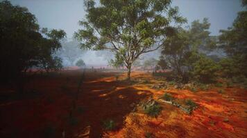 Field With Trees, Serene Landscape With a Distant Eucalyptus Grove video