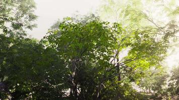 Sunlight Filters Through Trees in Tropical Forest video