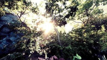 Sunlight Filtering Through Trees in the Jungle video