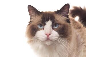 Portrait of purebred Ragdoll cat, isolated on white background photo