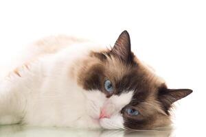 Portrait of purebred Ragdoll cat, isolated on white background photo