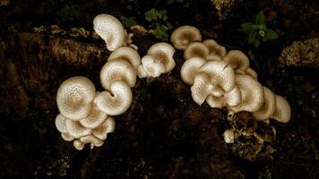 As guardians of biodiversity, wood mushrooms embody the complex interdependence of forest life, quietly shaping the landscape and adding a mysterious element to the world under the trees. photo