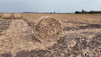 A large straw bale rests in a harvested cornfield under a cloudy sky, symbolizing autumn harvest and Thanksgiving video