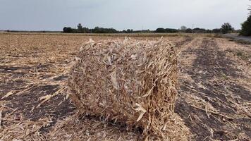 A large hay bale sits in an empty, harvested field under a cloudy sky, symbolizing autumn harvest and Thanksgiving video