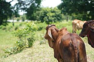 Brown Cow on Farm Displaying Unique Behaviors A Glimpse into Animal Husbandry Practices photo