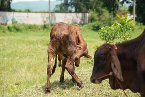 Brown Cow on Farm Displaying Unique Behaviors A Glimpse into Animal Husbandry Practices photo