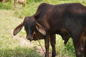 Brown Cow on Farm Displaying Unique Behaviors A Glimpse into Animal Husbandry Practices photo
