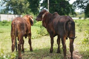 Brown Cow on Farm Displaying Unique Behaviors A Glimpse into Animal Husbandry Practices photo