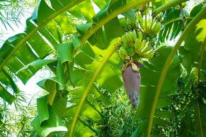 Banana Grove Filled with Nam Wah Bunches A Beautiful Scene of Agricultural Abundance photo