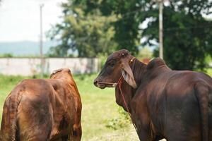 Brown Cow on Farm Displaying Unique Behaviors A Glimpse into Animal Husbandry Practices photo