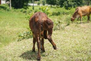 Brown Cow on Farm Displaying Unique Behaviors A Glimpse into Animal Husbandry Practices photo